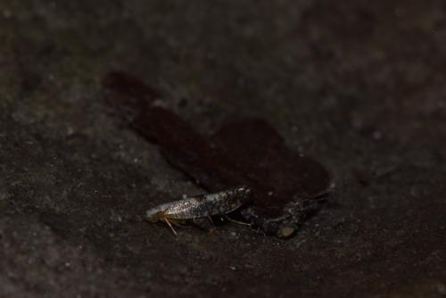 Argyresthia sp.