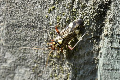Rhabdomiris striatellus