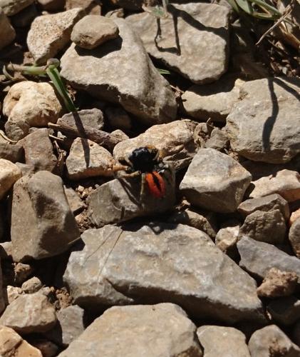 Philaeus chrysops