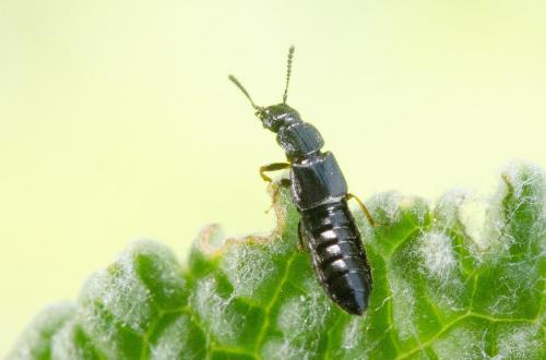 Oxytelinae