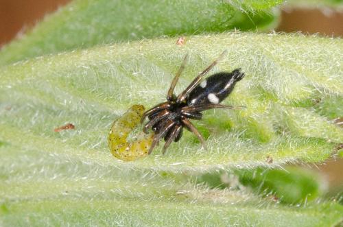 Aphantaulax sp.