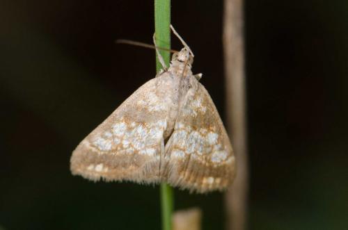 Réf. 230 754 : Evergestis sp.