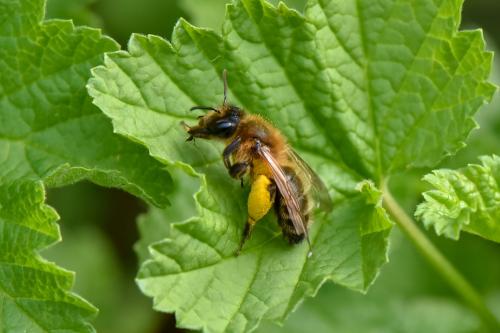 Andrena nigroaenea