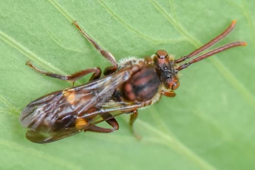 Nomada sp.