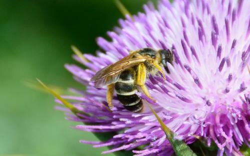 Halictus quadricinctus