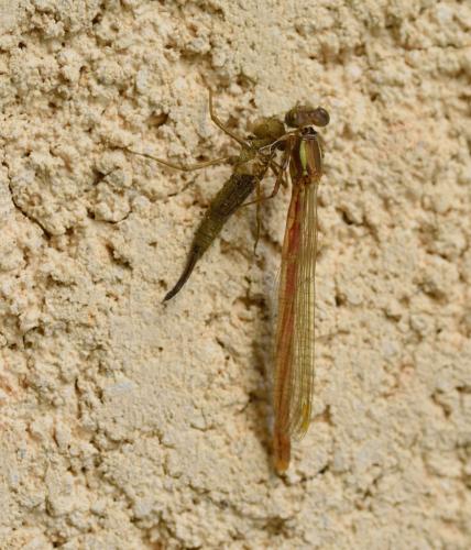 Pyrrhosoma nymphula