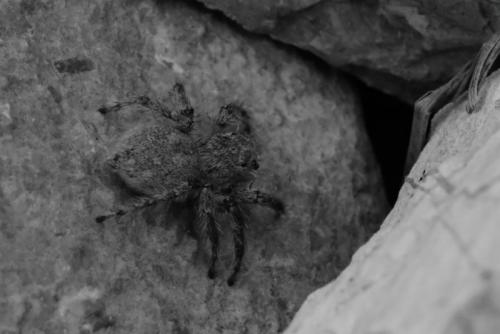 Réf. 230 652 : Aelurillus concolor