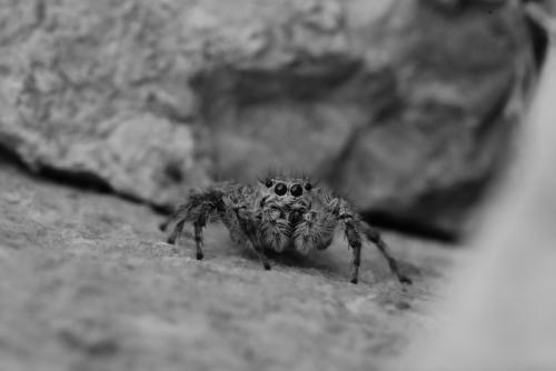 Réf. 230 656 : Aelurillus concolor