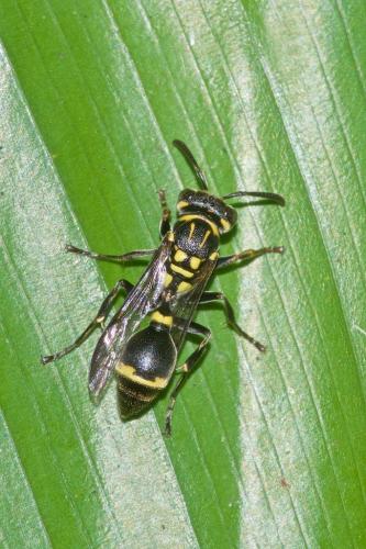 Ropalidia sp.