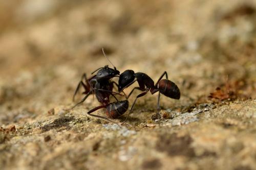 Camponotus cruentatus
