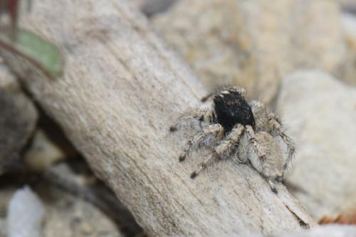 Aelurillus concolor
