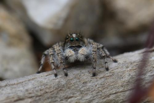 Réf. 230 757 : Aelurillus concolor