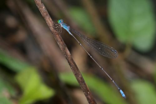 Réf. 230 514 : Amphicnemis sp.