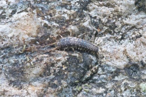 Réf. 230 901 : Ctenolepismatinae inconnu