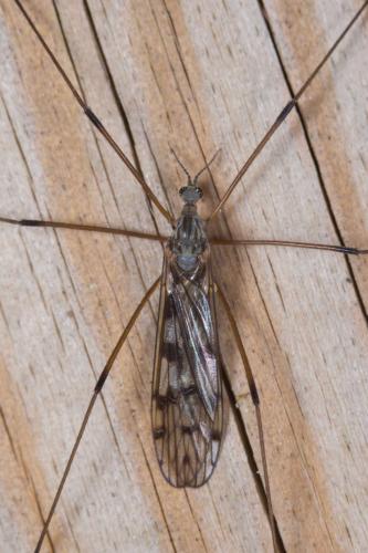 Réf. 230 405 : Dactylolabis sexmaculata