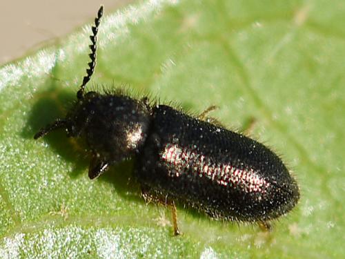 Aplocnemus calidus