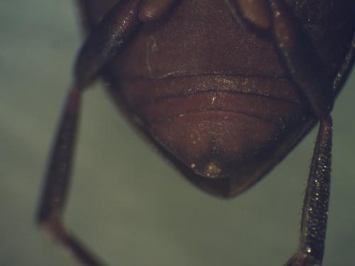 Réf. 230 526 : Deronectes fairmairei