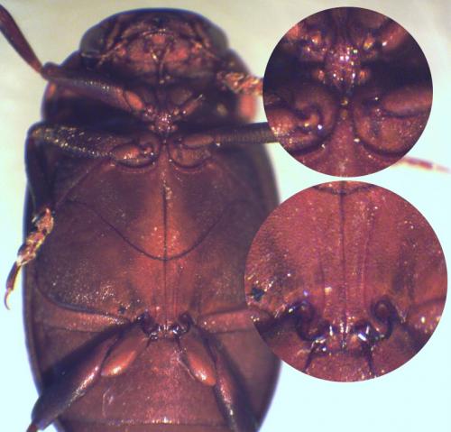 Réf. 230 532 : Deronectes fairmairei