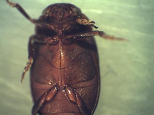 Deronectes fairmairei