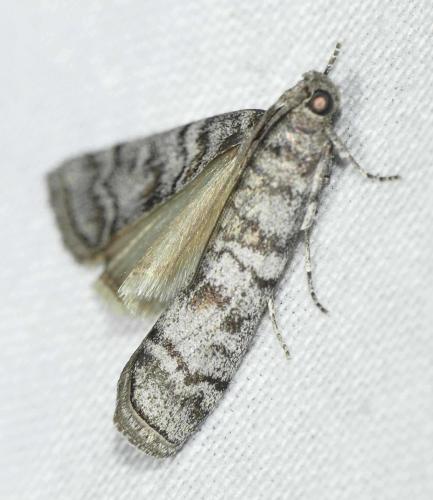 Dioryctria mendacella