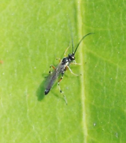 Réf. 230 167 : Campopleginae inconnu