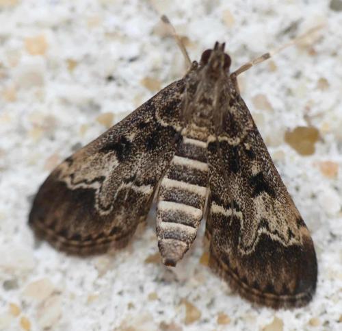 Réf. 230 709 : Duponchelia fovealis