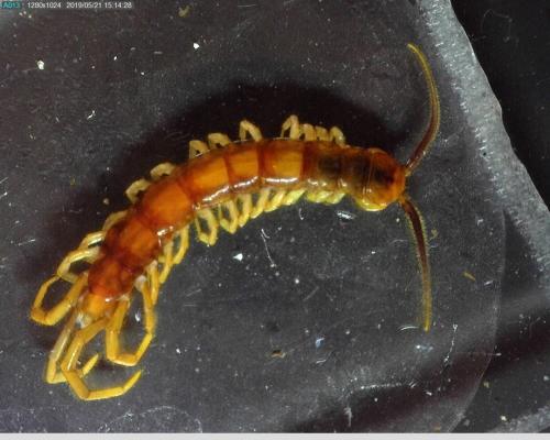 Lithobius forficatus