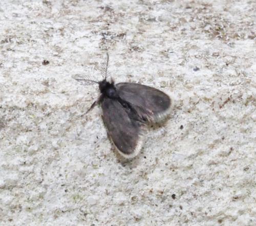 Réf. 230 105 : Epichnopteriginae inconnu