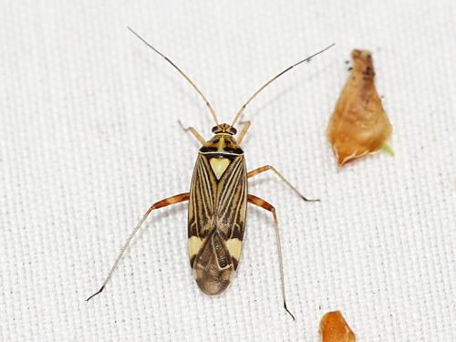 Rhabdomiris striatellus