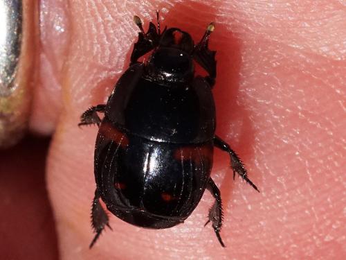 Hister quadrimaculatus