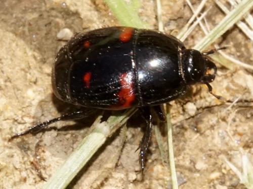 Hister quadrimaculatus