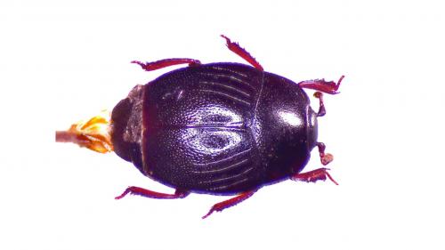 Réf. 230 582 : Gnathoncus buyssoni