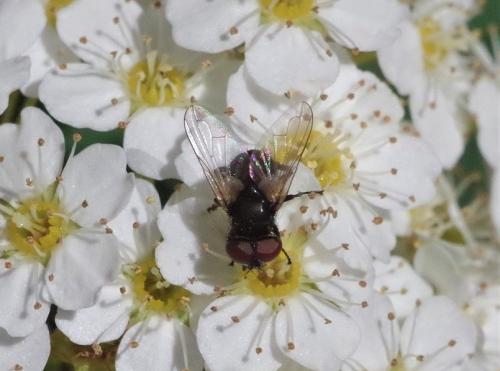 Réf. 230 809 : Phasia barbifrons