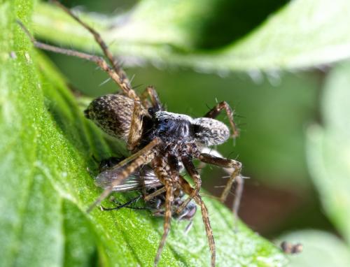 Pardosa sp.