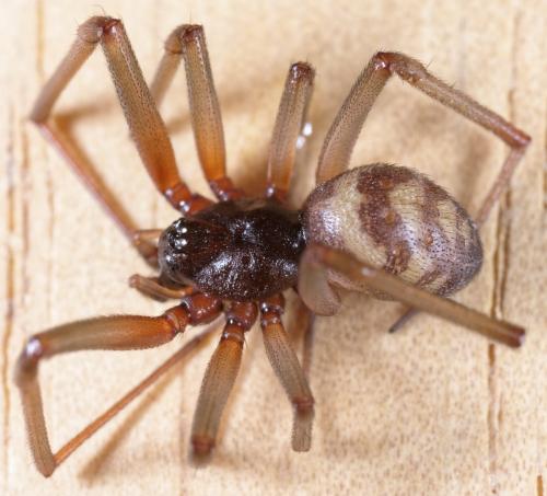 Steatoda grossa