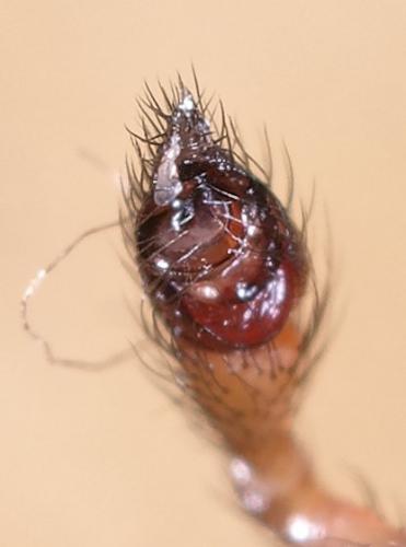 Steatoda grossa