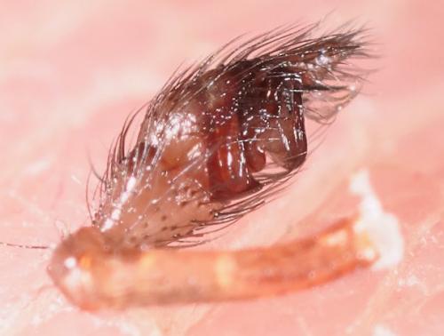 Steatoda grossa