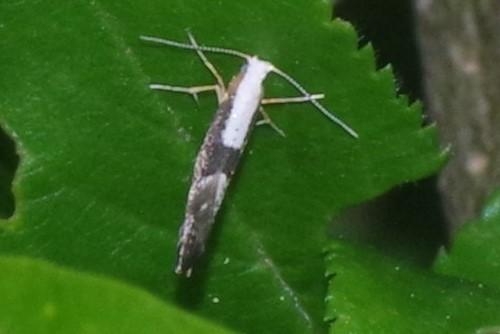 Argyresthia sp.