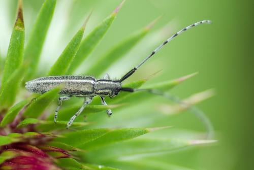 Agapanthia sp.