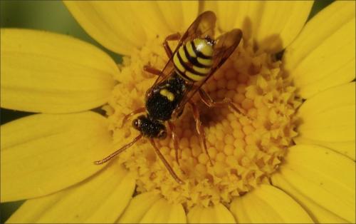Nomada sp.