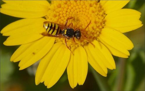 Nomada sp.