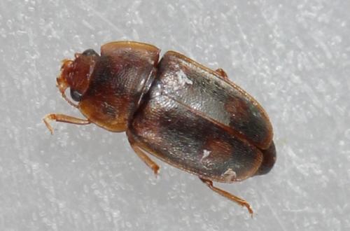 Réf. 230 381 : Epuraea biguttata