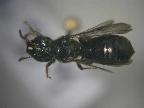 Ceratina cucurbitina