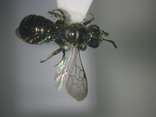 Ceratina cucurbitina