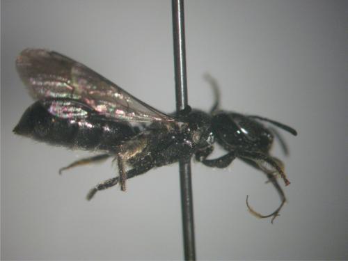 Ceratina cucurbitina
