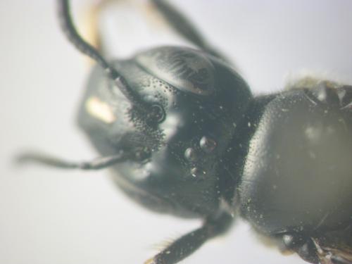 Ceratina cucurbitina