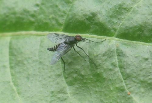 Ibisia sp.