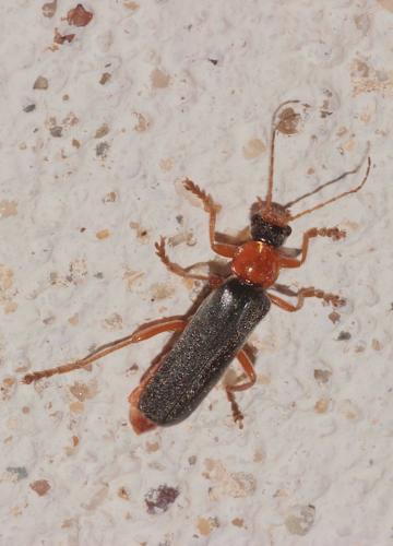 Réf. 230 431 : Cantharis pellucida
