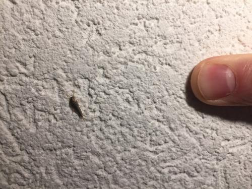 Réf. 230 219 : Lepisma sp.