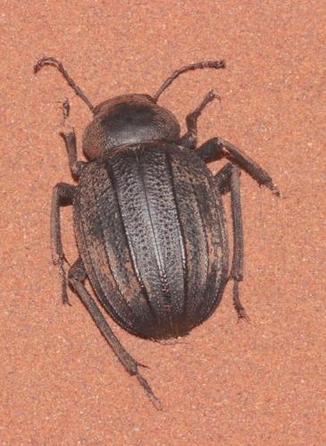 Pimelia grandis